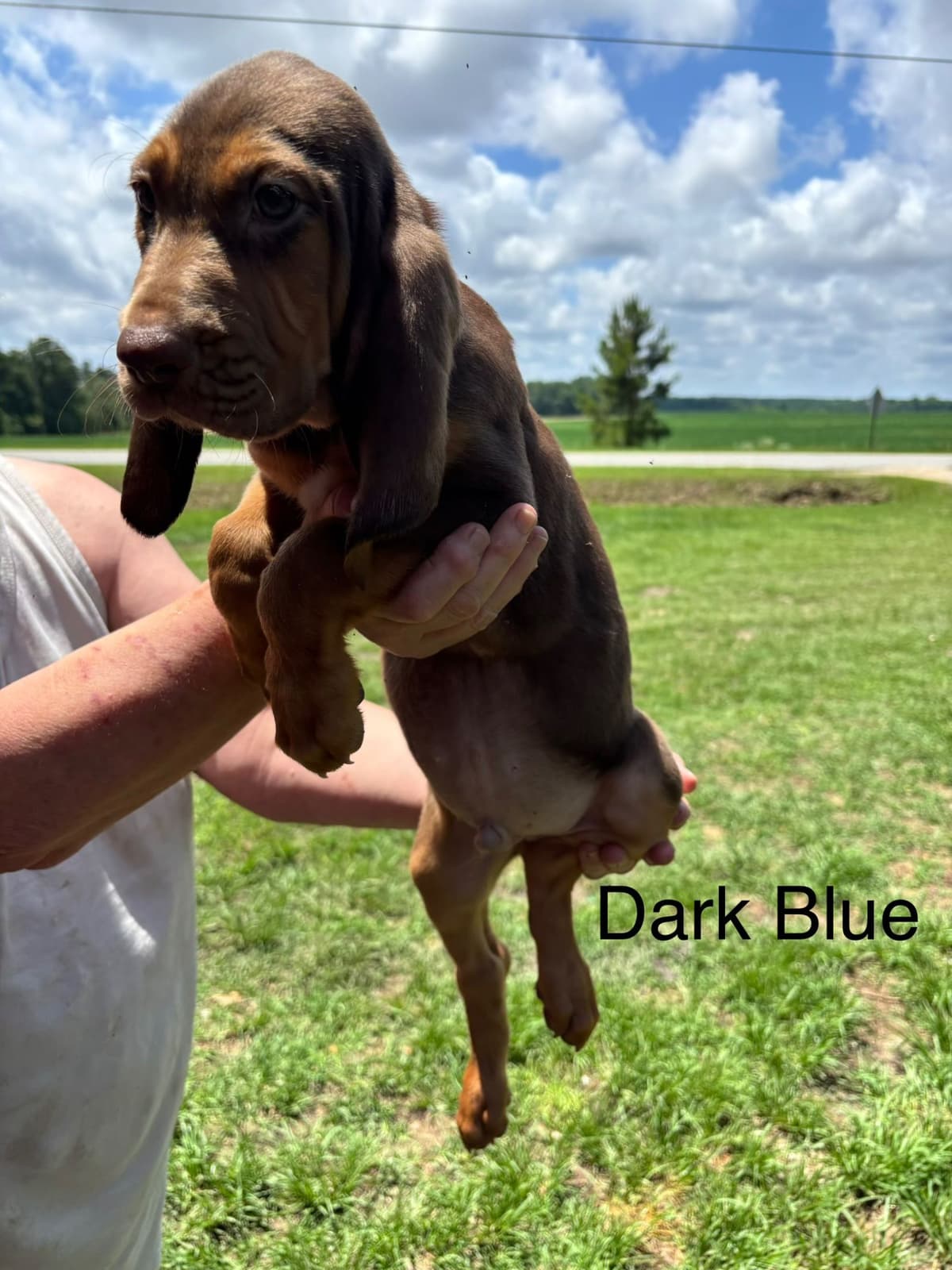 Bloodhound Puppies breeder image 4