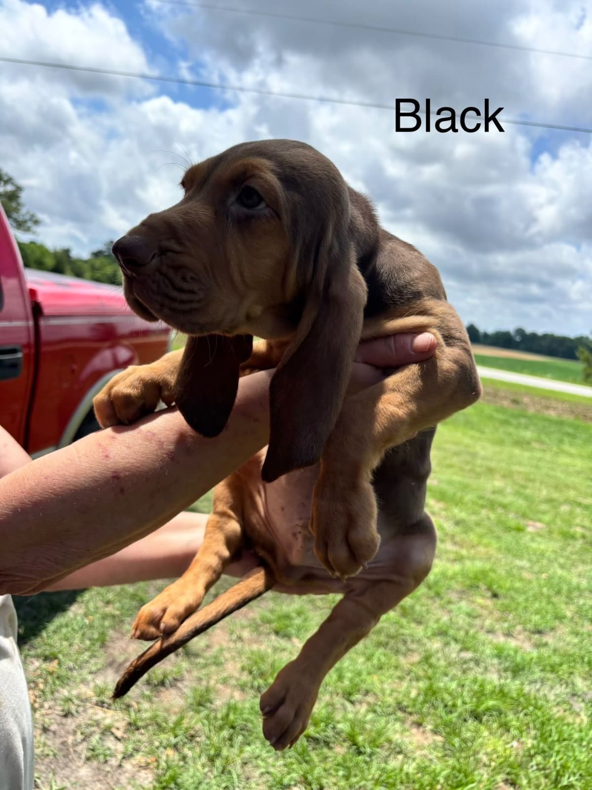 Bloodhound Puppies breeder image 5