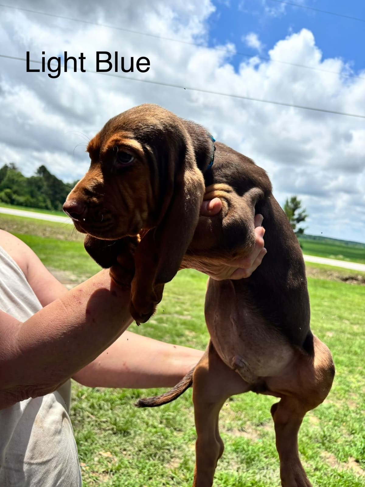 Bloodhound Puppies breeder image 7