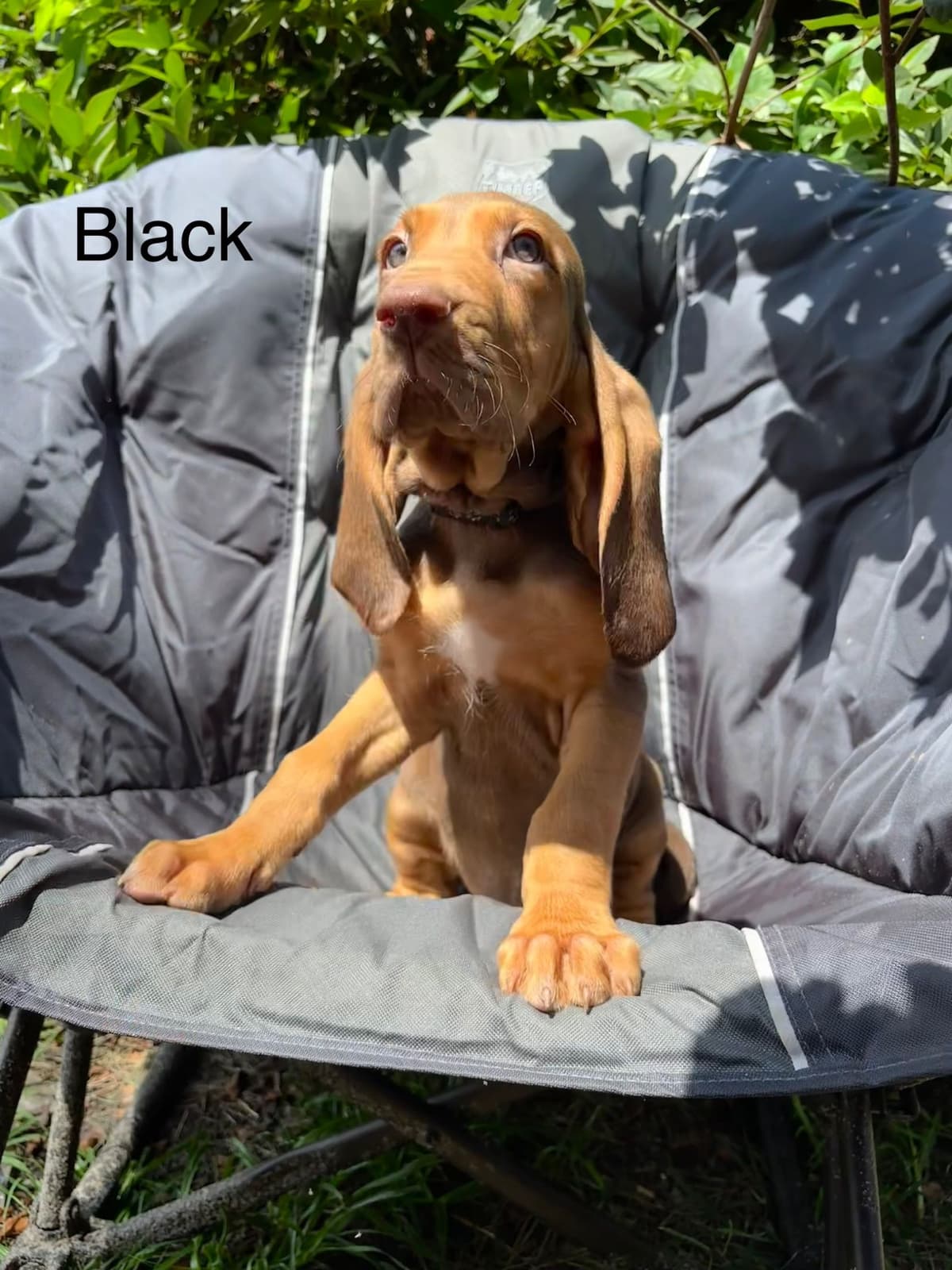 Bloodhound Puppies breeder image 9