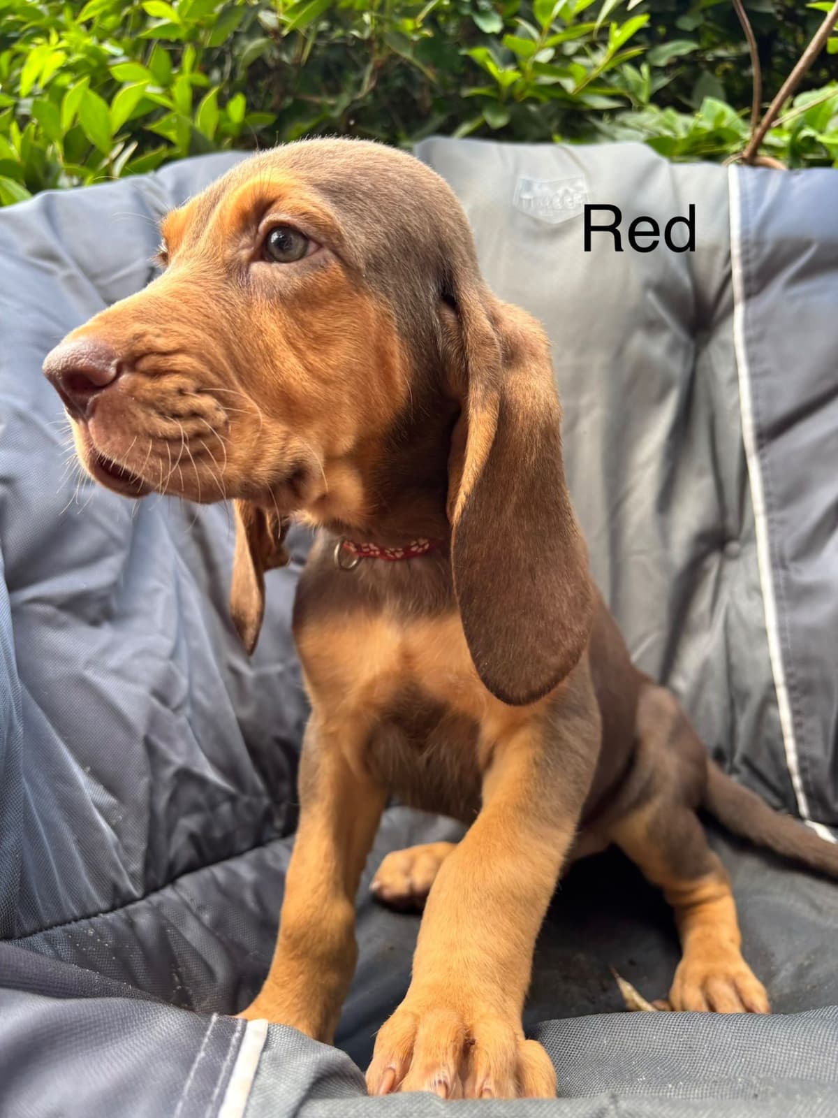 Bloodhound Puppies breeder image 8
