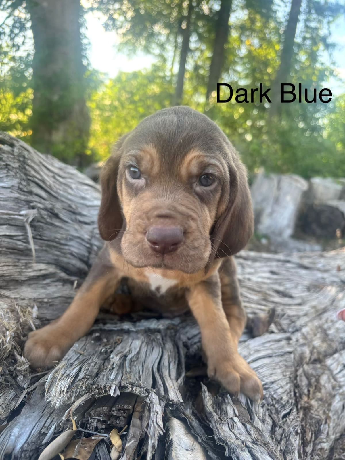 Bloodhound Puppies breeder image 12