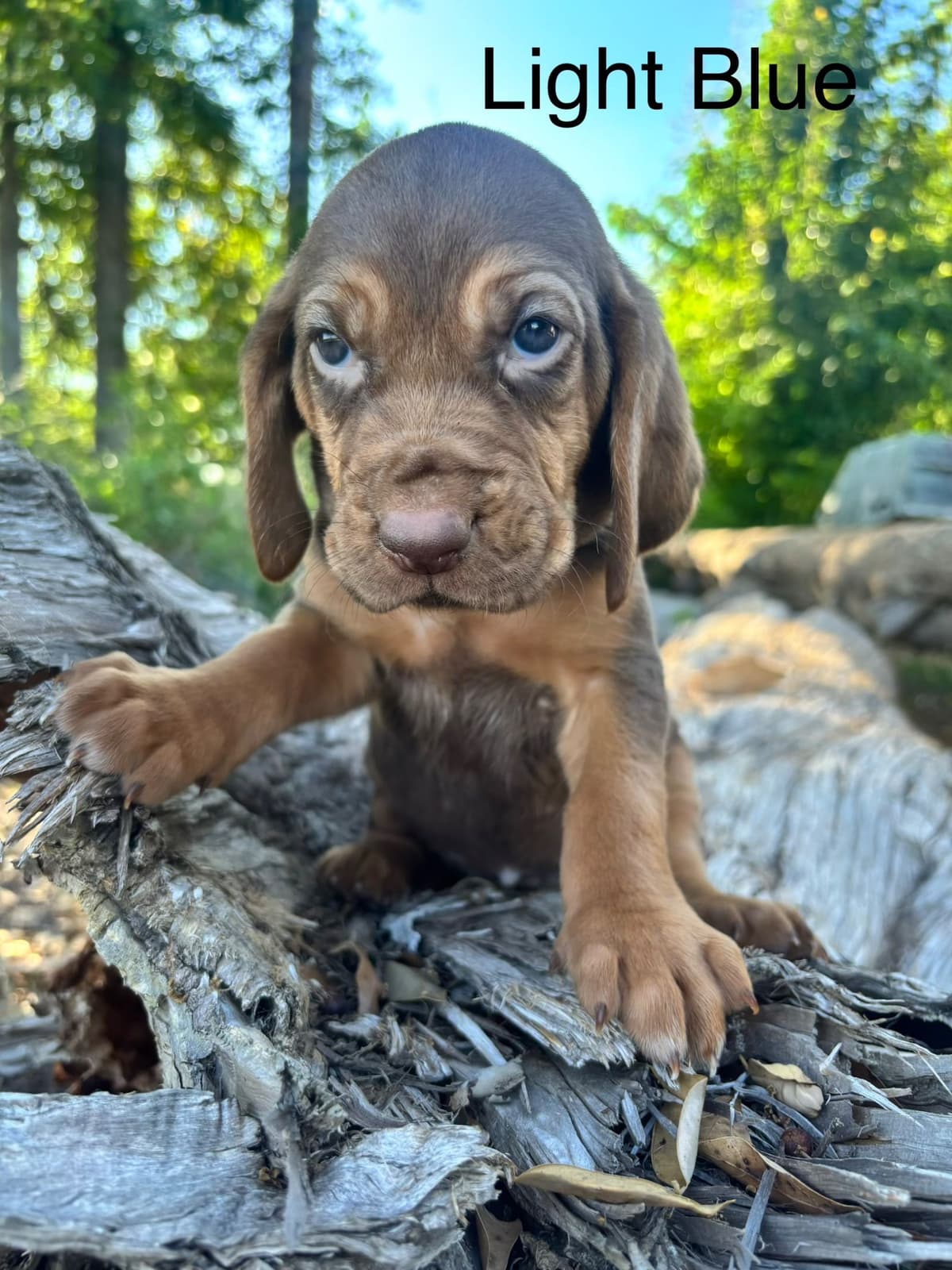 Bloodhound Puppies breeder image 11