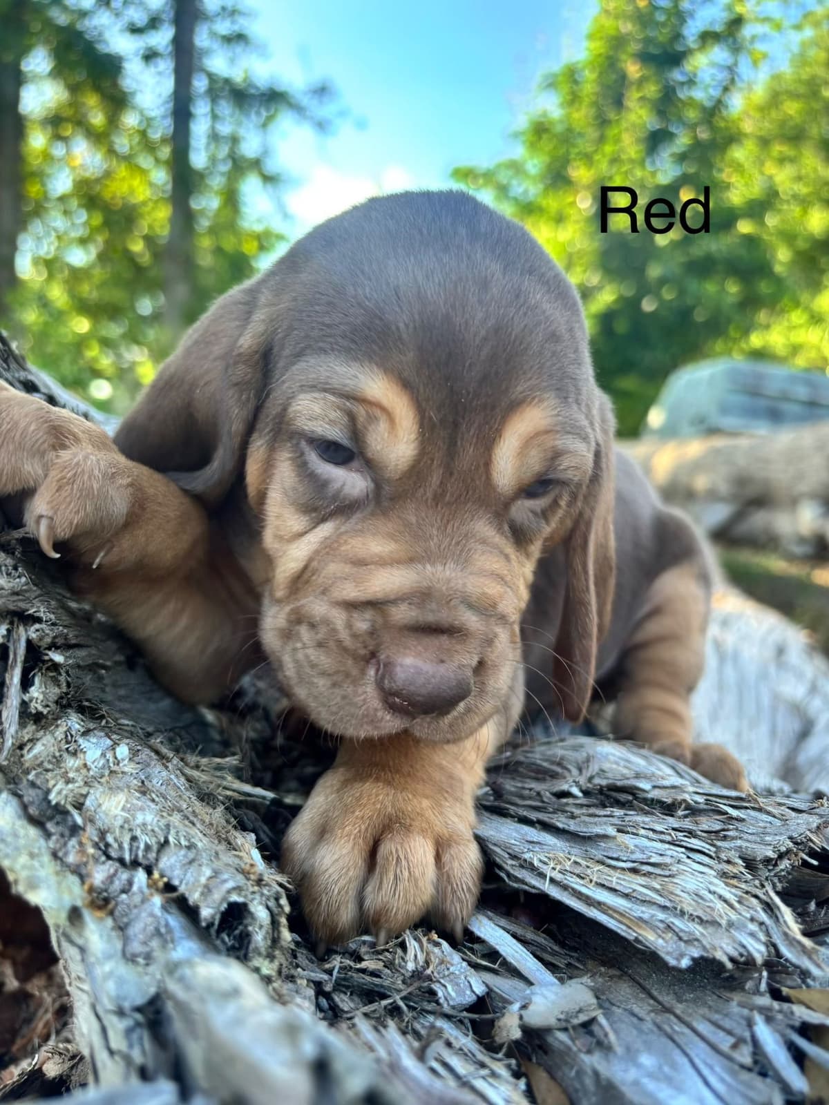 Bloodhound Puppies breeder image 13