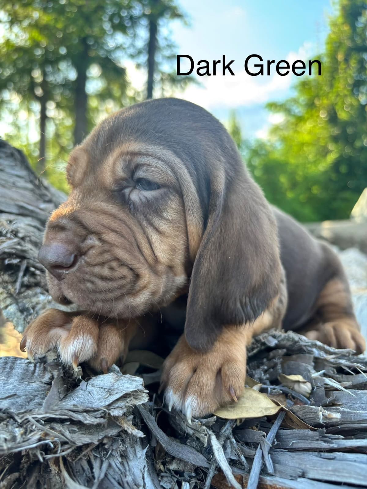 Bloodhound Puppies breeder image 14