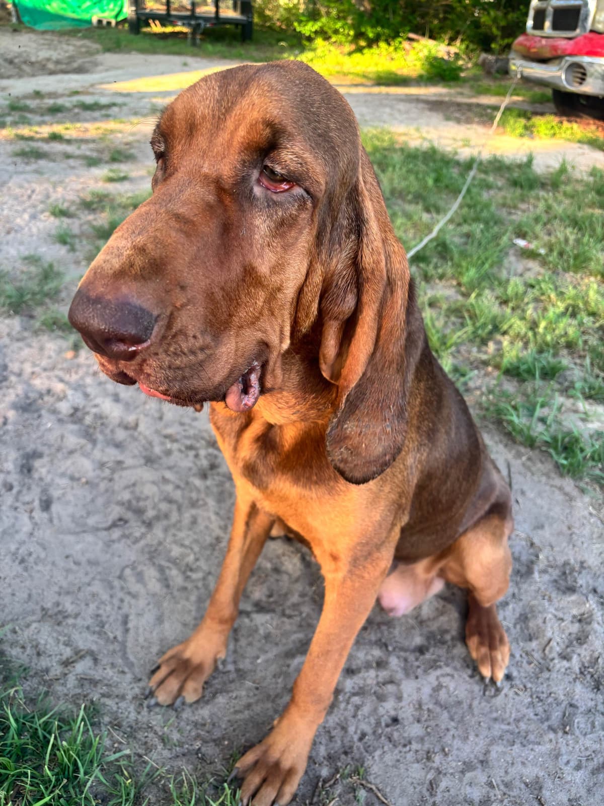 Bloodhound Puppies breeder image 15