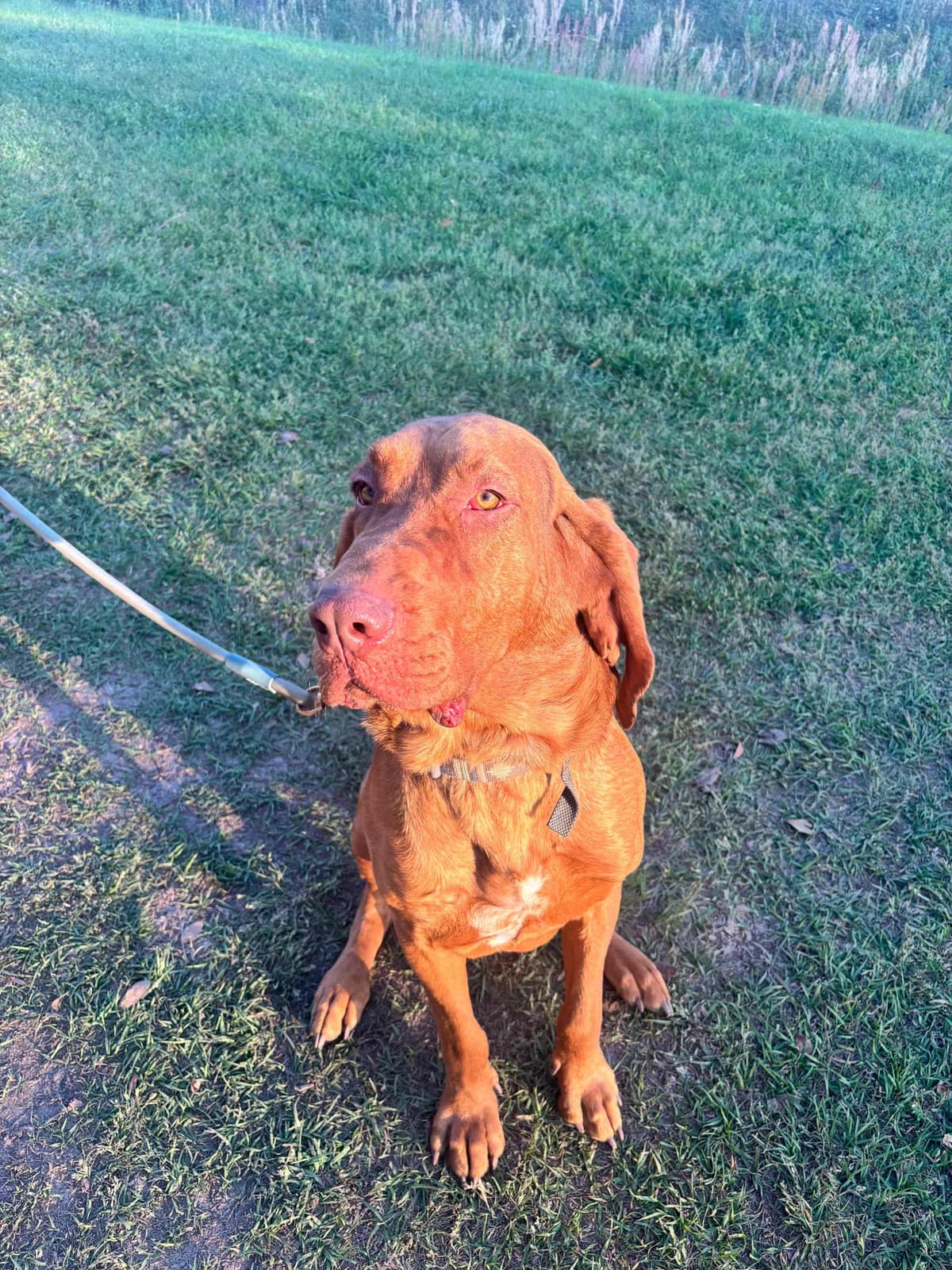 Bloodhound Puppies breeder image 16