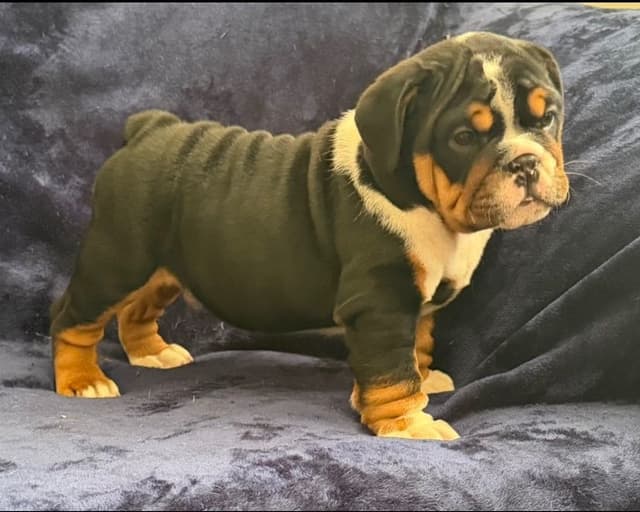 Adorable Bulldog puppies media 2