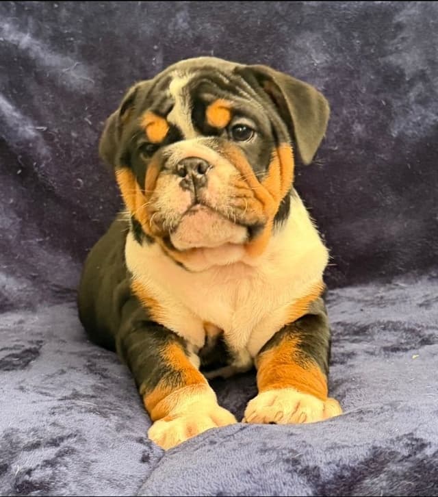 Adorable Bulldog puppies media 3