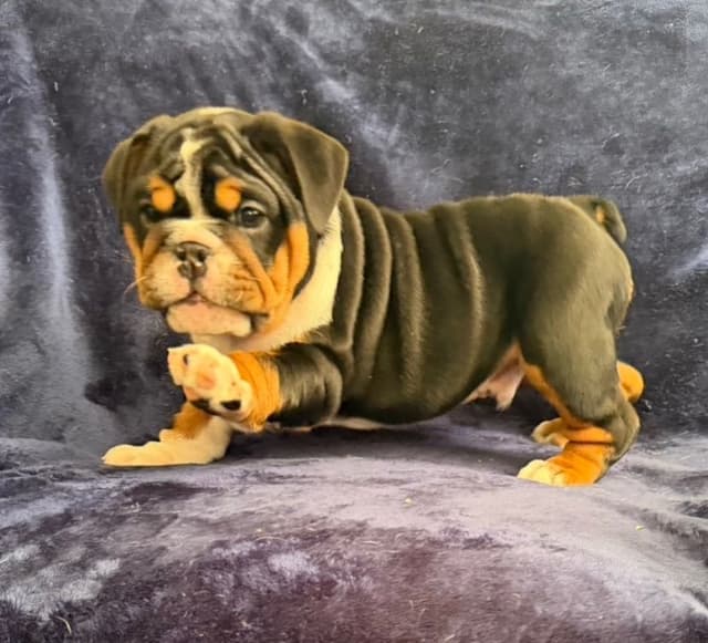 Adorable Bulldog puppies media 4