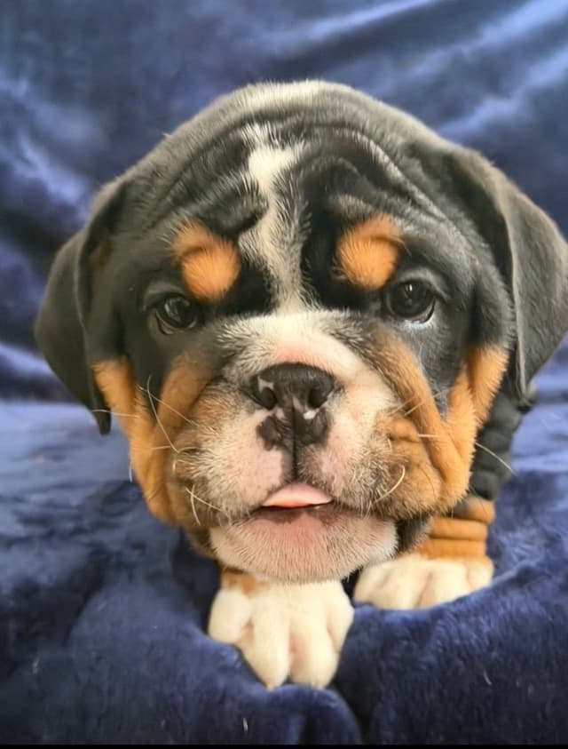 Adorable Bulldog puppies media 5