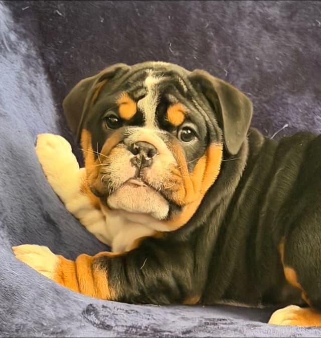 Adorable Bulldog puppies media 6