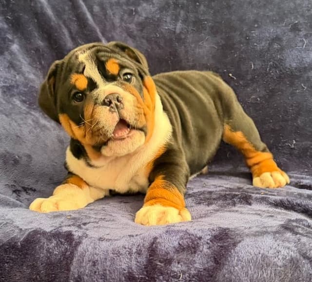 Adorable Bulldog puppies media 7