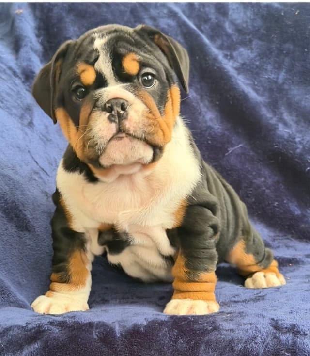 Adorable Bulldog puppies media 8