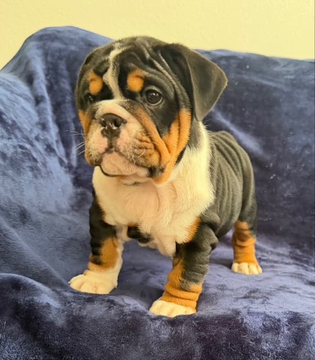 Adorable Bulldog puppies media 9