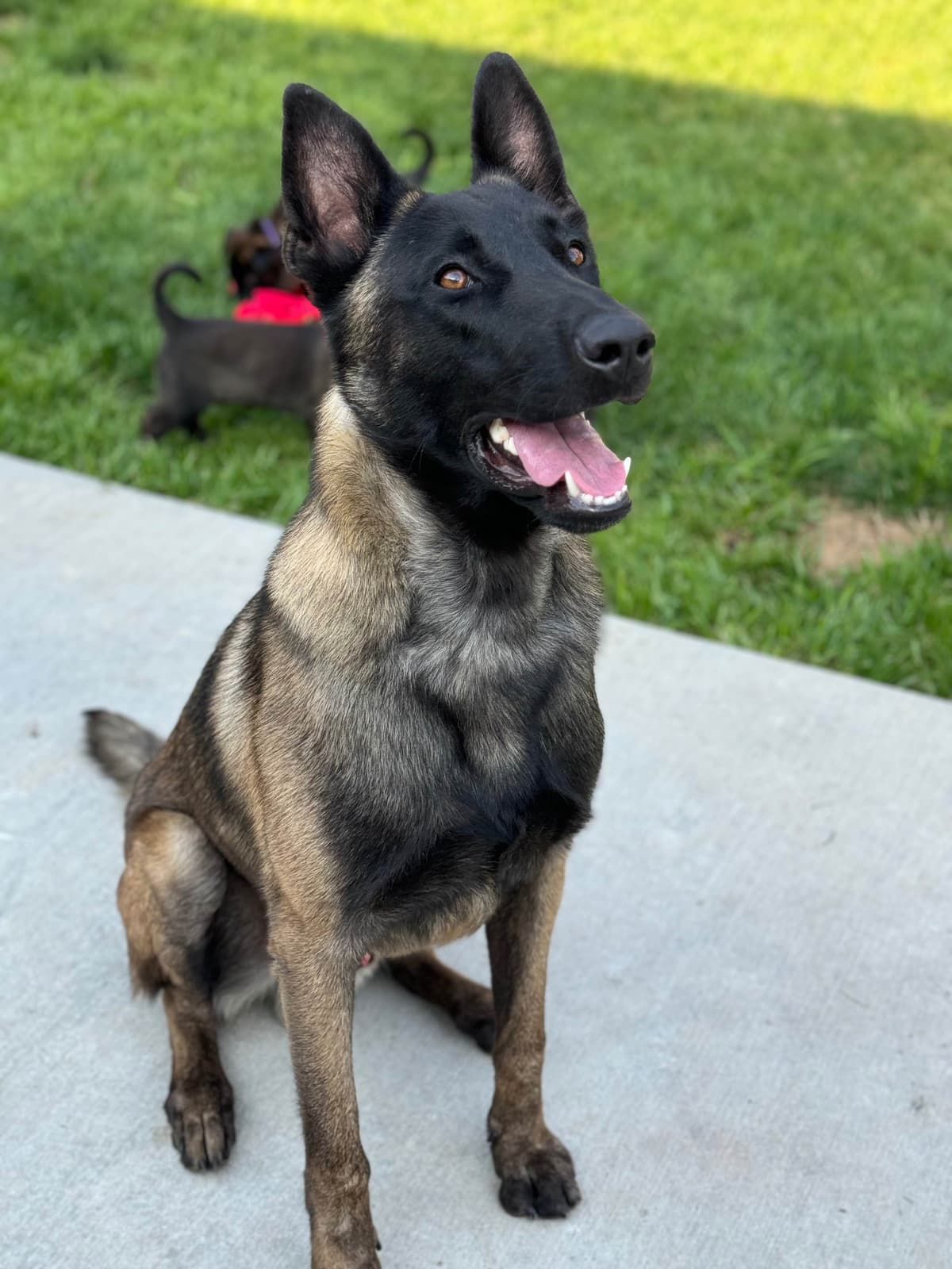 Belgian Malinois Puppies breeder image 1