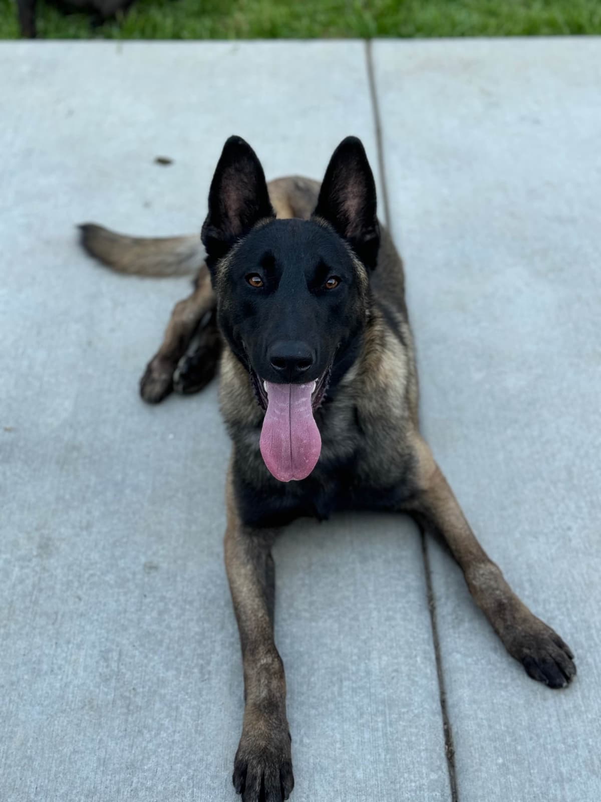 Belgian Malinois Puppies breeder image 3