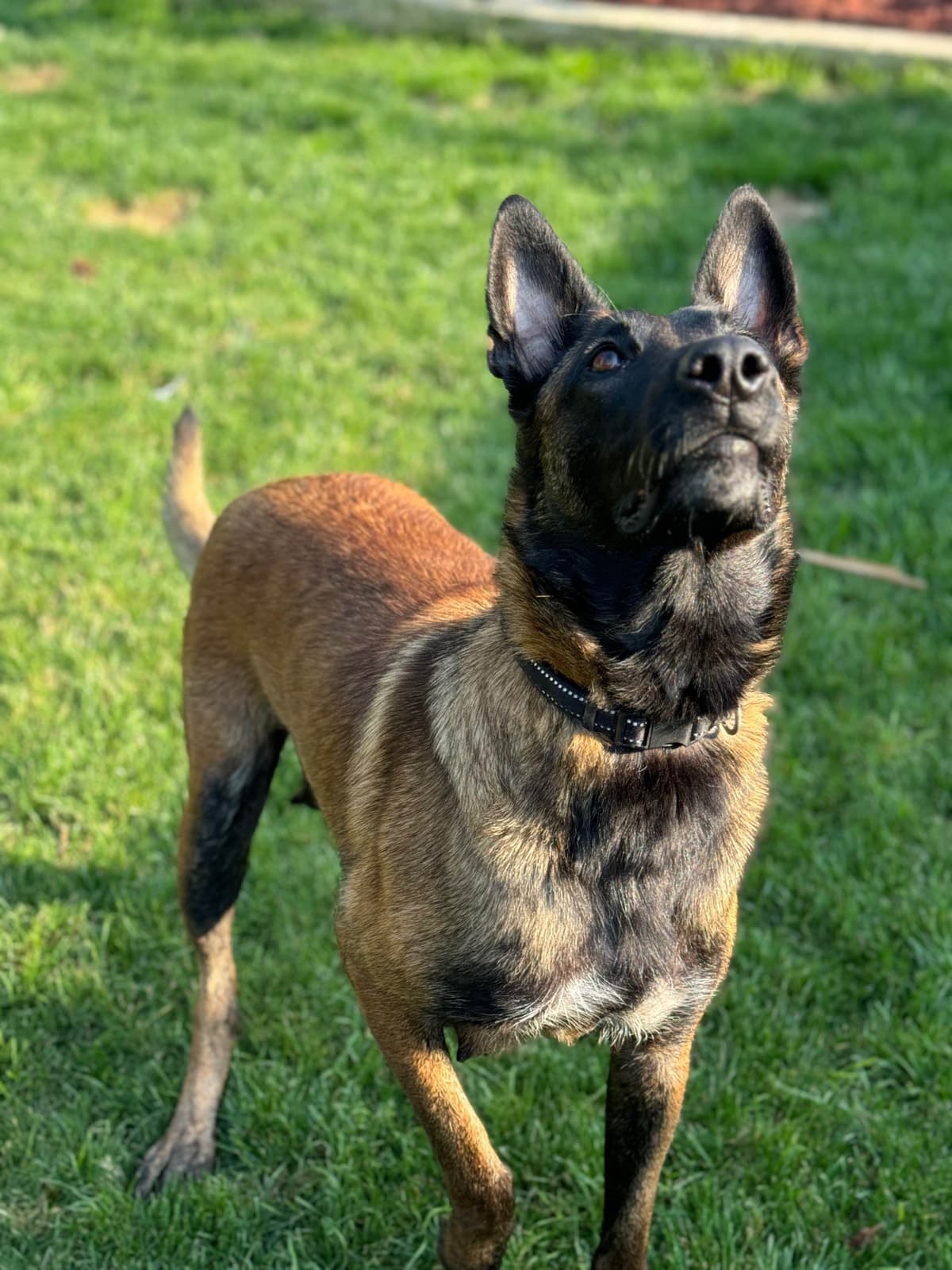 Belgian Malinois Puppies breeder image 4
