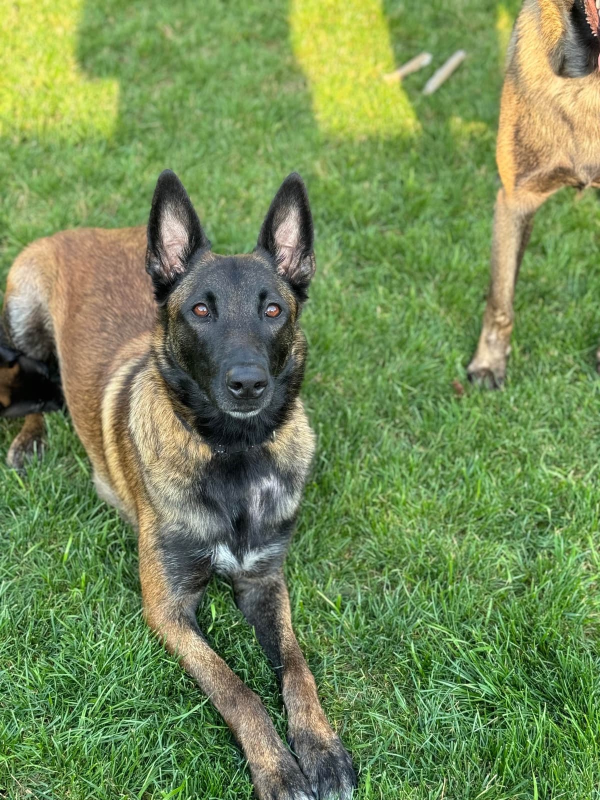 Belgian Malinois Puppies breeder image 5