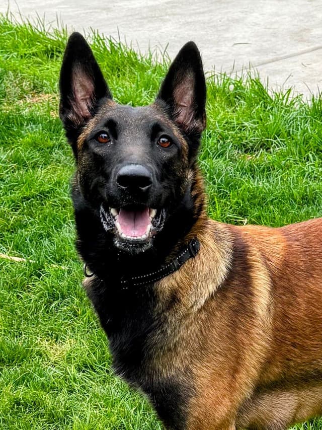 Belgian Malinois Puppies media 2