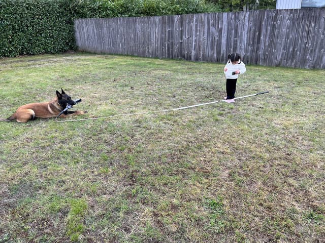 Belgian Malinois Puppies media 3