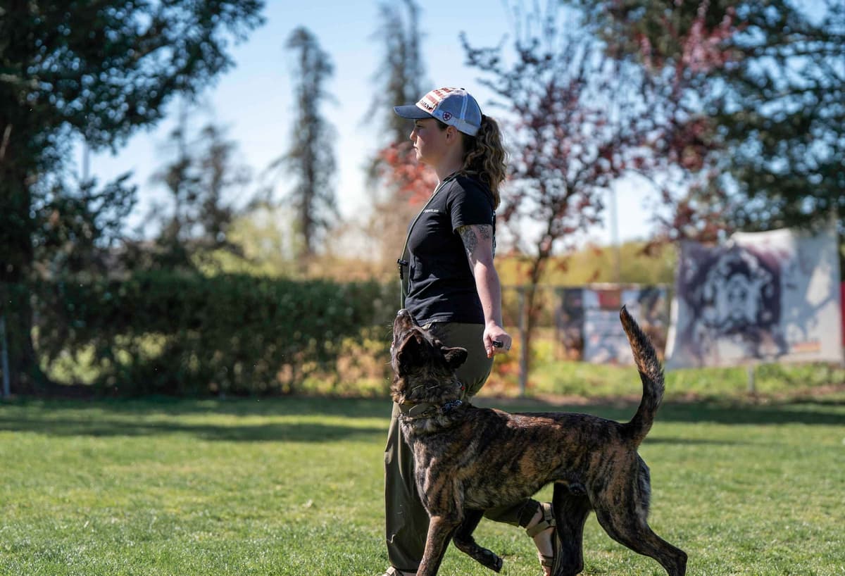 Dutch Shepherd Puppies breeder image 1