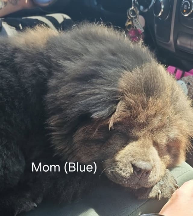 Chow Chow Puppies media 2