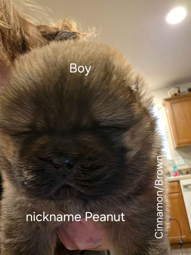 Chow Chow Puppies media 4