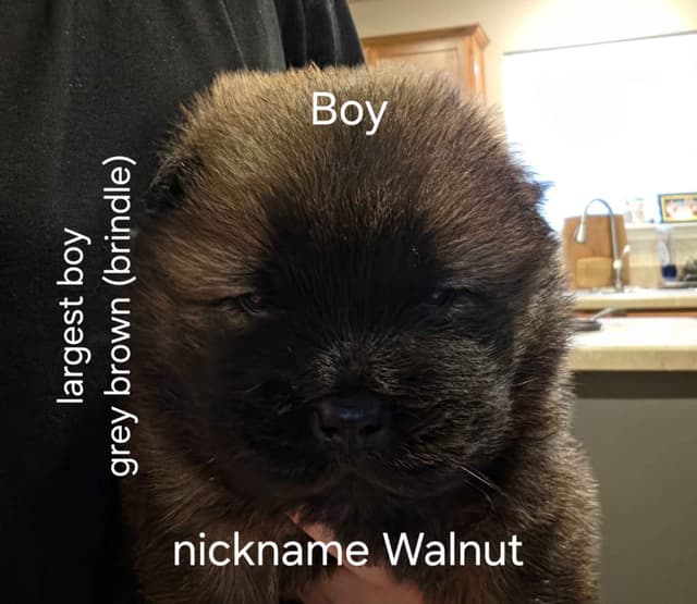 Chow Chow Puppies media 5
