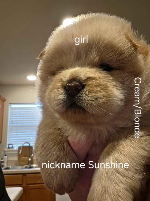 Chow Chow Puppies media 6
