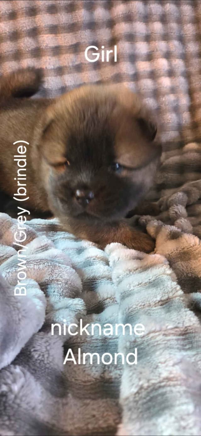 Chow Chow Puppies media 8