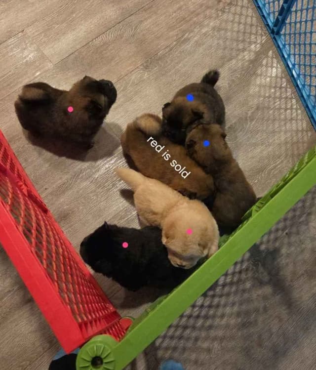 Chow Chow Puppies media 3