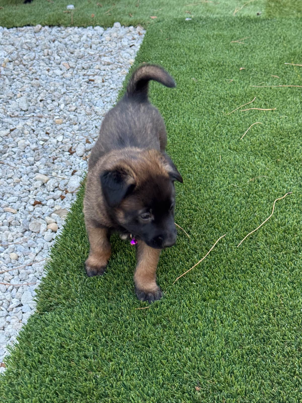 Rhodesian Ridgeback Puppies breeder image 10