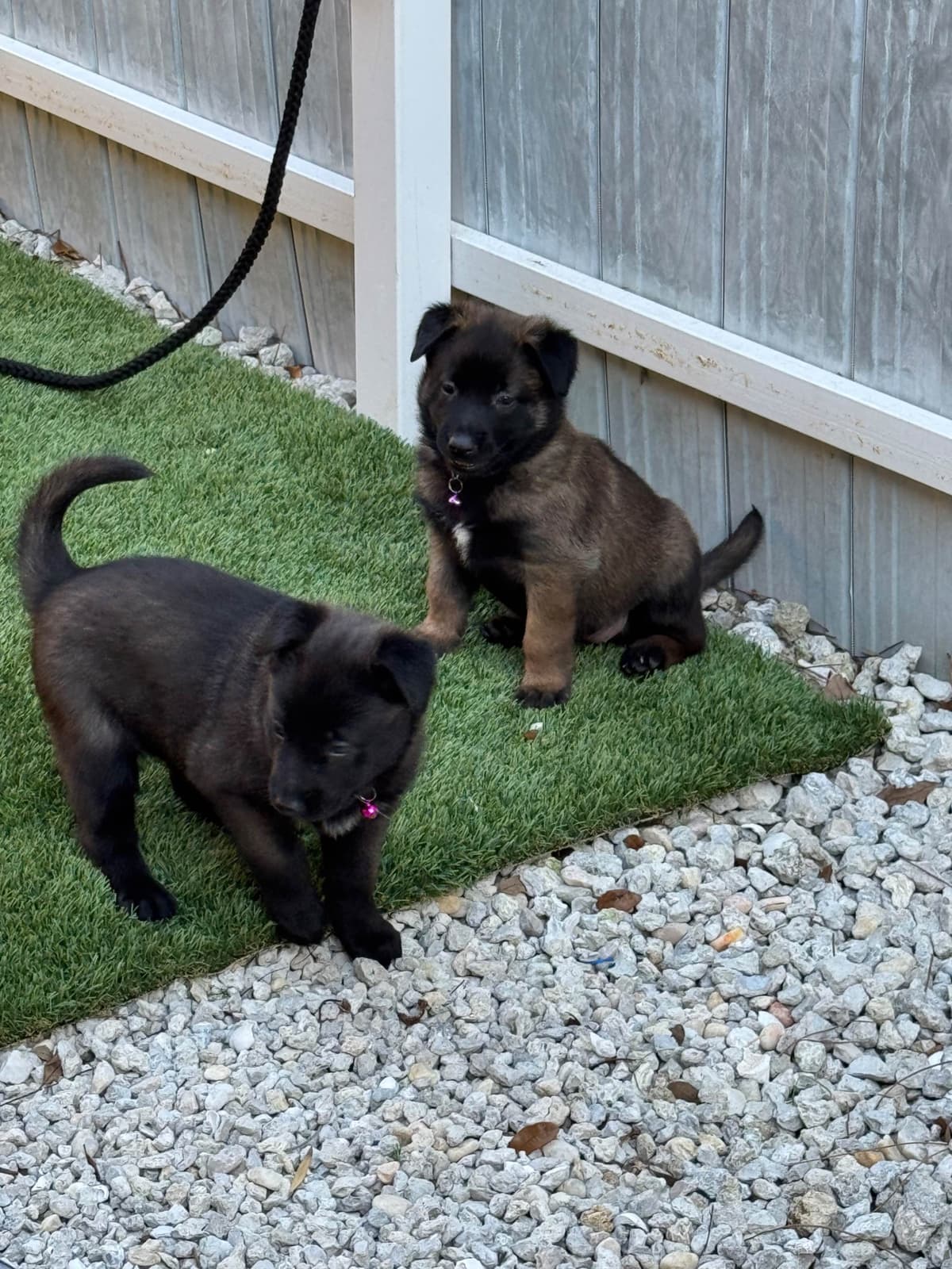 Rhodesian Ridgeback Puppies breeder image 11