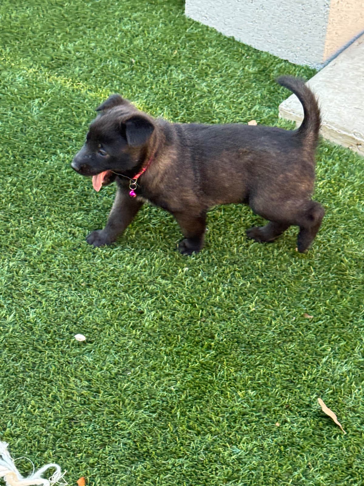 Rhodesian Ridgeback Puppies breeder image 13