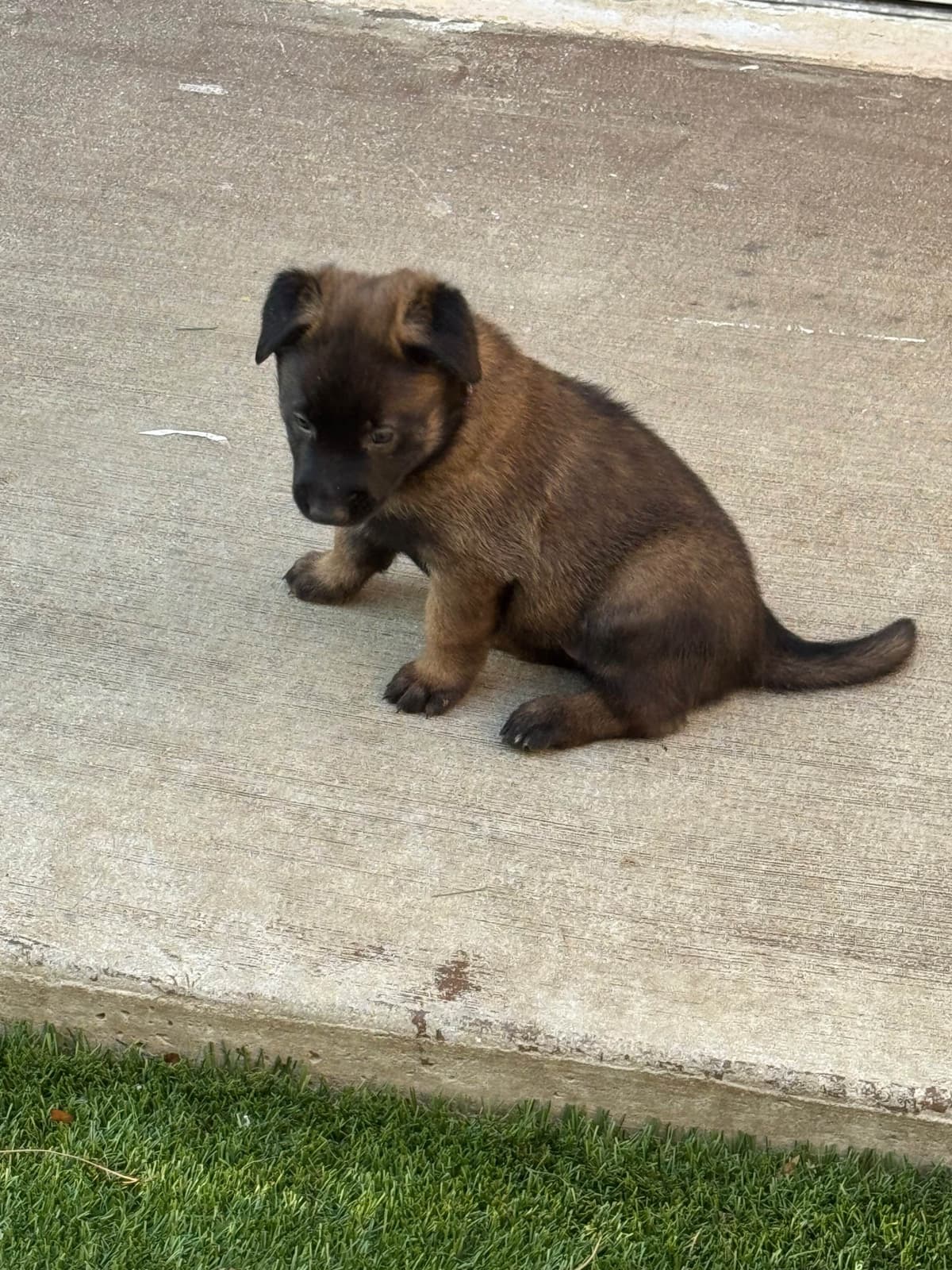 Rhodesian Ridgeback Puppies breeder image 17