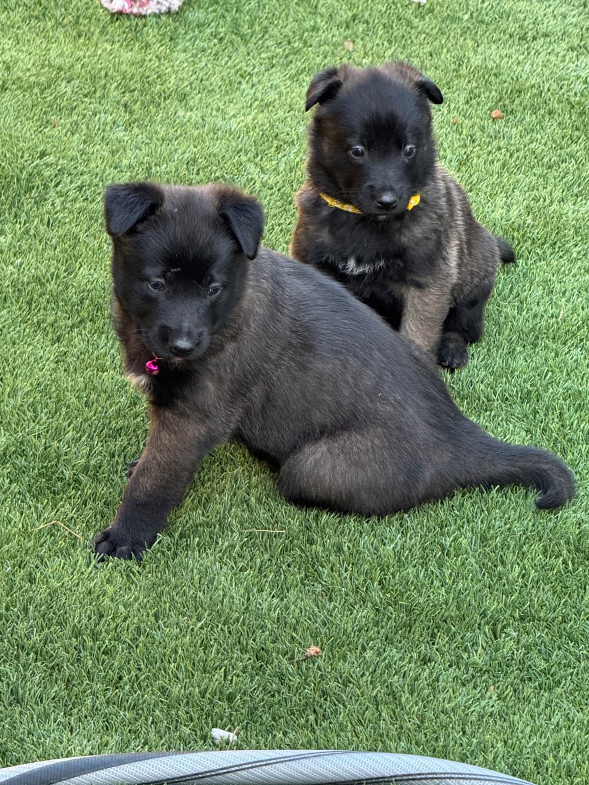 Rhodesian Ridgeback Puppies breeder image 18