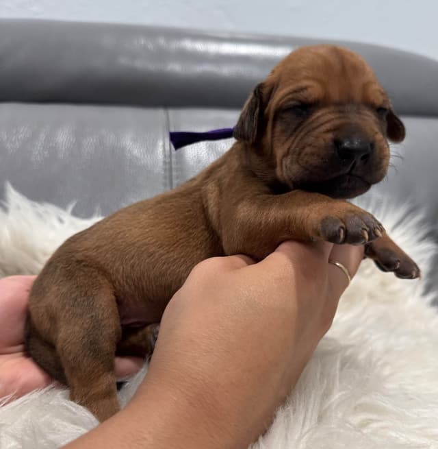 Rhodesian Ridgeback Puppies media 4