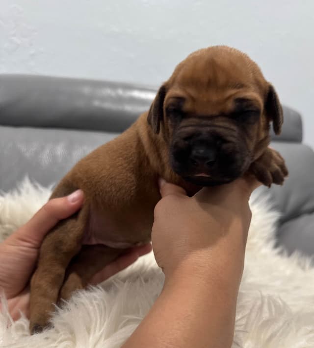 Rhodesian Ridgeback Puppies media 2