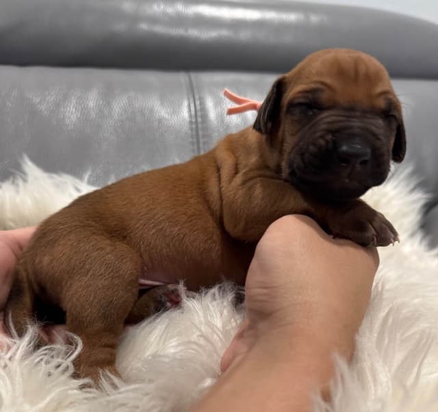 Rhodesian Ridgeback Puppies media 3