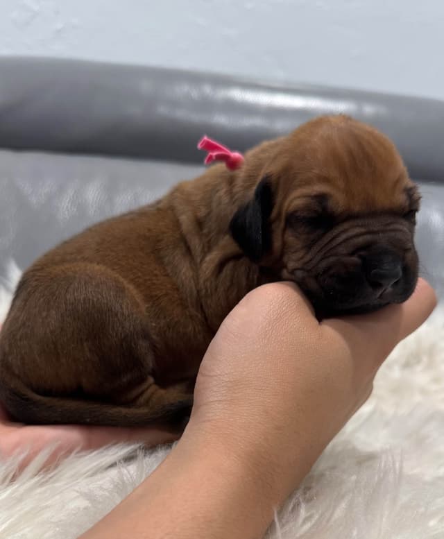 Rhodesian Ridgeback Puppies media 5