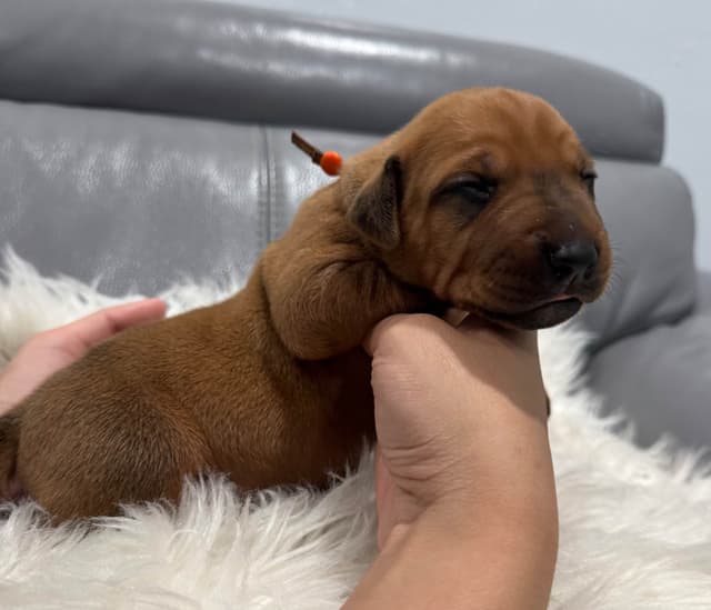 Rhodesian Ridgeback Puppies media 6