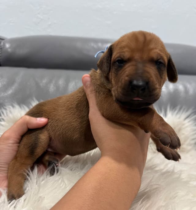Rhodesian Ridgeback Puppies media 7