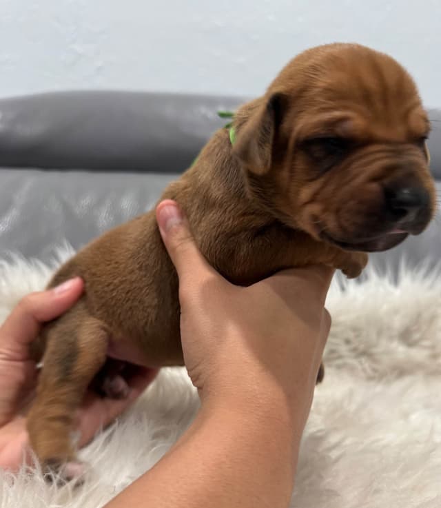 Rhodesian Ridgeback Puppies media 8