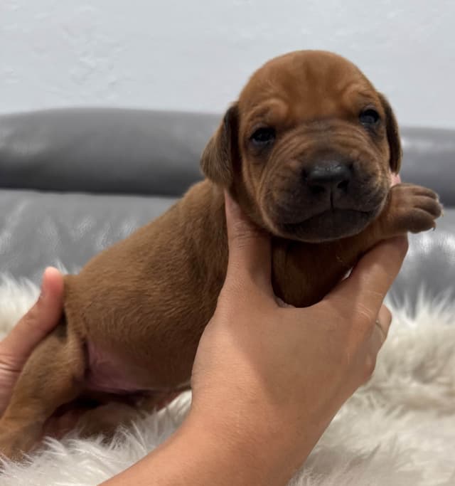 Rhodesian Ridgeback Puppies media 9