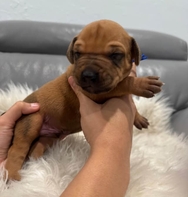 Rhodesian Ridgeback Puppies media 10