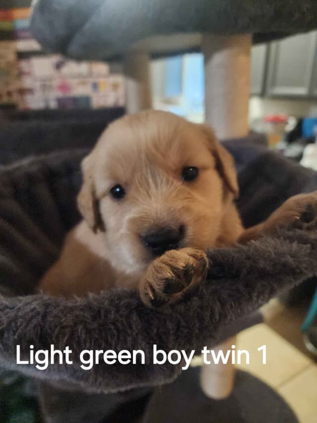 Golden Retriever Puppies media 3