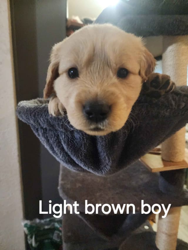 Golden Retriever Puppies media 4
