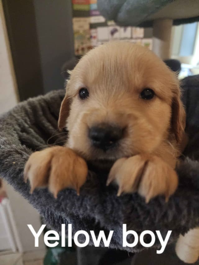Golden Retriever Puppies media 5