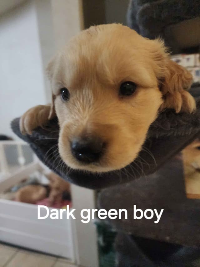 Golden Retriever Puppies media 6